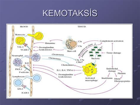 kemotaktik nedir